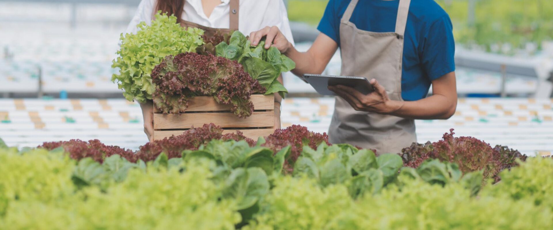 How to Choose a Vegetable Supplier in Hong Kong-blog-10
